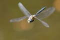 libellule anisoptre